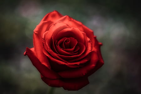 tilt-shift photography of red rose thumbnail