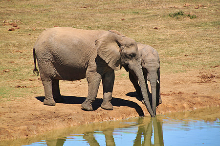 two elephant and calf drinking water from body of water thumbnail