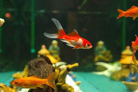 white and red tank fishes in aquarium thumbnail
