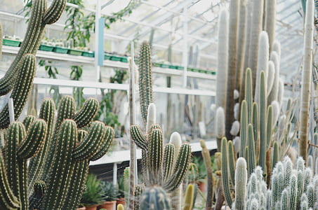 green cacti thumbnail