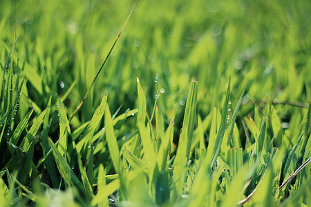 closeup photography of green grasses at daytime thumbnail