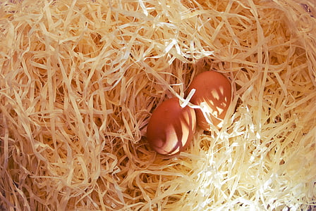 two eggs on top of nest thumbnail