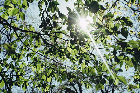 green leafed tree under sunlight thumbnail