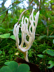 closeup photo of white fungus thumbnail