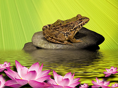 brown frog on gray stone near lily thumbnail