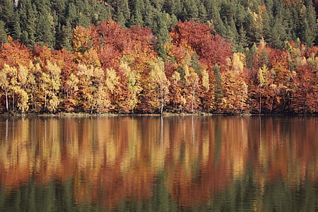 nature, water, forest, trees thumbnail