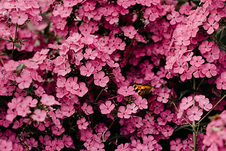 Close-Up Photography of Pink Flowers thumbnail