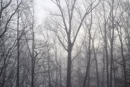 forest taken during winter day thumbnail