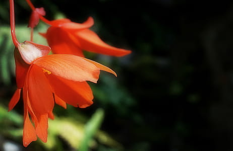Orange Petaled Flowers thumbnail
