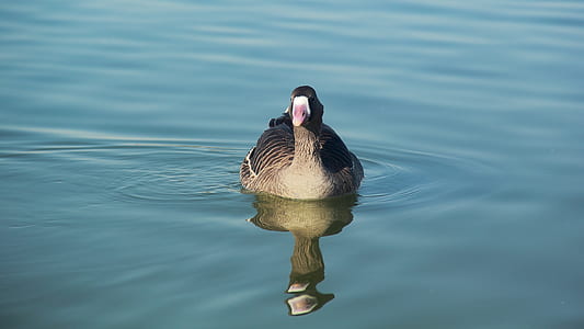 mallard duck on body of water thumbnail
