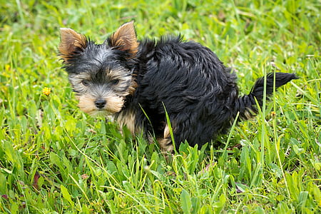 black and tan Yorkshire terrier puppy on grass field during day thumbnail