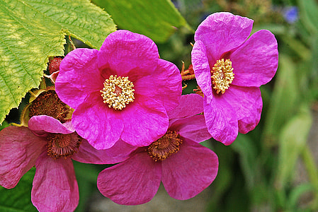 Raspberry, Purple Flowering Raspberry thumbnail