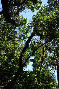 Laurel Forest, Tenerife thumbnail