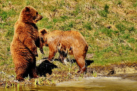 brown bears standing at the seashore thumbnail