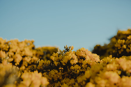 yellow petaled flowers thumbnail