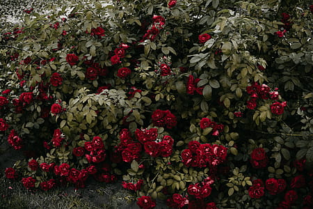 Cluster of Red Roses thumbnail