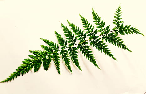 Green Leaf Photography thumbnail