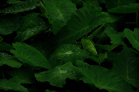 photography of leafed plants thumbnail