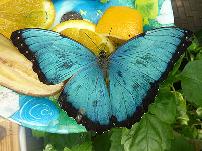 teal and black butterfly on plate thumbnail