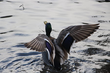 photo of mallard duck on body of water thumbnail