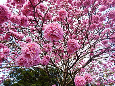 Cherry Blossom tree thumbnail