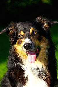 long-coated black, white, and tan dog thumbnail