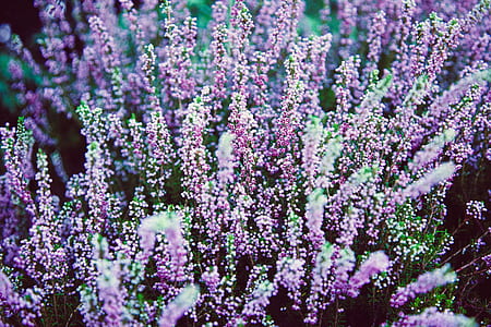purple petaled flower field thumbnail