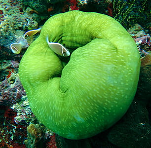 Brown Aquarium Fish thumbnail
