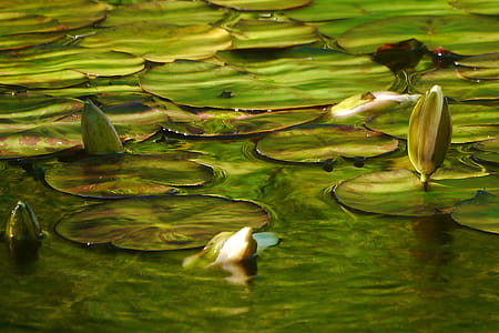 Water lily flower buds flowing in a koi pond at Deep Cut Gardens in Middletown, NJ. thumbnail