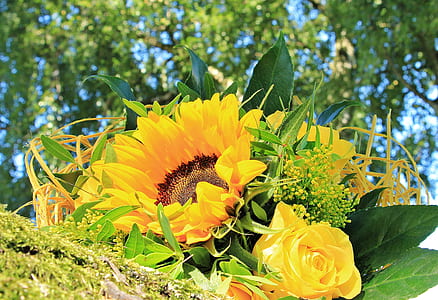 photography of Sunflower and yellow Peony flowers thumbnail