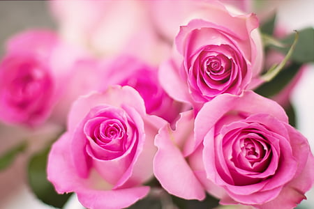 pink roses, roses, flowers, romance thumbnail