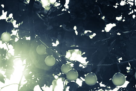 green leafed tree thumbnail