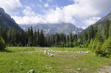 landscape photography of pine trees thumbnail