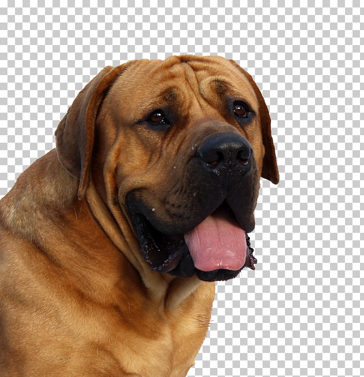 Dogue De Bordeaux English Mastiff Perro De Presa Canario Tibetan