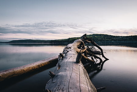 bared tree tumbled on calm body of water under white cloudy skies at daytime thumbnail