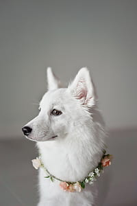 close-up photography of short-coated white dog thumbnail