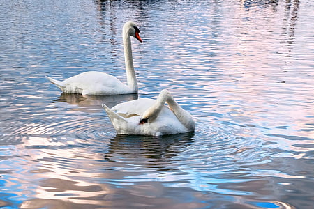 two white swans on river thumbnail