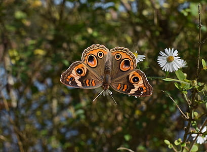 orange and brown butterfly on top of plant stem thumbnail
