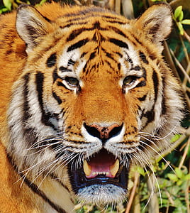 brown tiger thumbnail