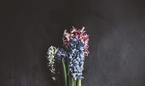 blue and red flowers with green leaves thumbnail