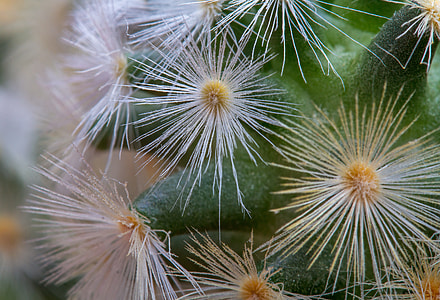 Cactus, Mammillaria-Carmenae thumbnail