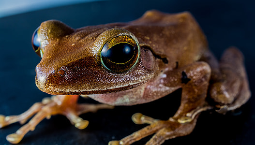 closed up photo of brown frog thumbnail