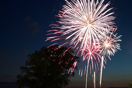 silhouette of tree under fireworks display thumbnail
