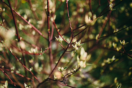 Closeup view of nature thumbnail