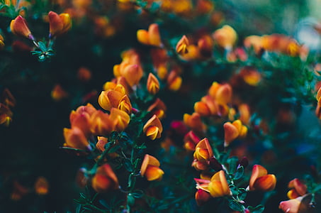 yellow and orange flowers thumbnail