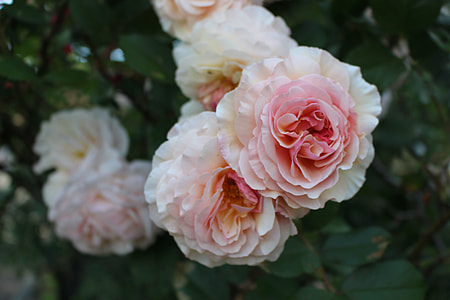 selective focus white-and-pink roses thumbnail
