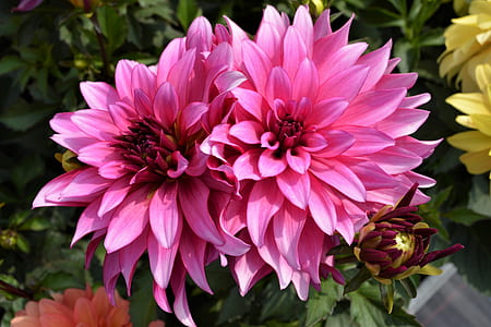 pink flowers thumbnail