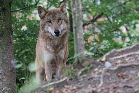 photo of brown wolf in forest thumbnail