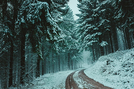 pathway between trees during snow thumbnail