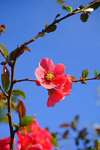 focus photography pink petaled flower thumbnail